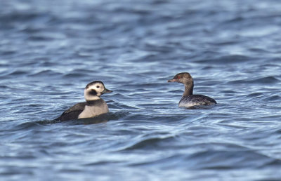 Long-tailed Duck and Slavonian Grebe