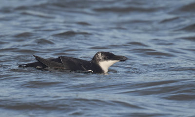 Razorbill