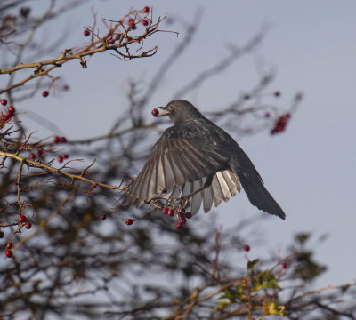 Blackbird