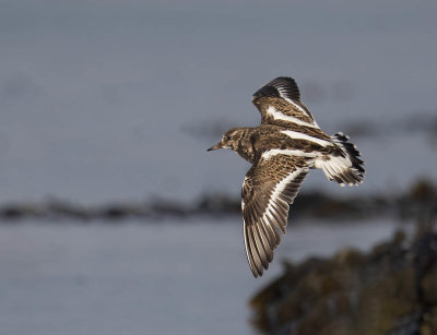 Turnstone