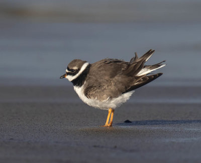 Ringed Plover
