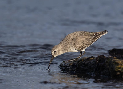 Dunlin