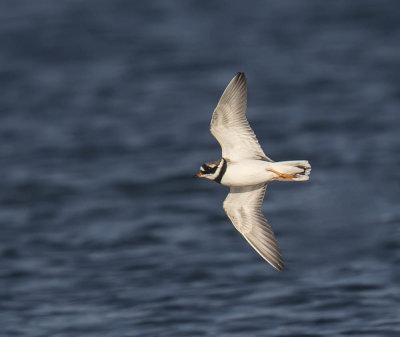 Ringed Plover