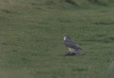 Sparrowhawk