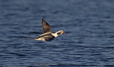 Long-tailed Duck