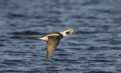 Long-tailed Duck