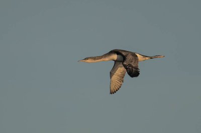 Black-throated Diver