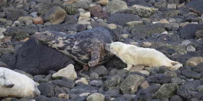 Grey Seal