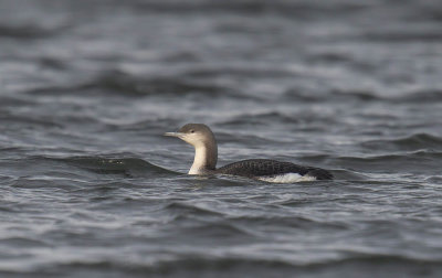 Black-throated Diver