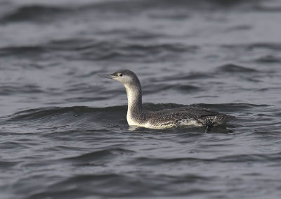 Red-throated Diver