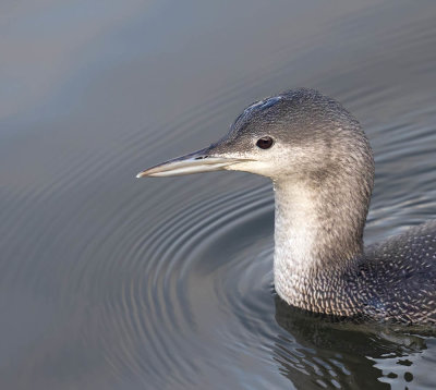 Red-throated Diver