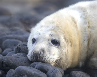 Grey seal pup