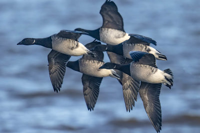 Pale-bellied Brent