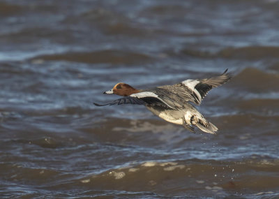 Wigeon