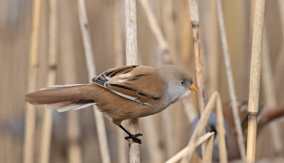 Bearded Tit