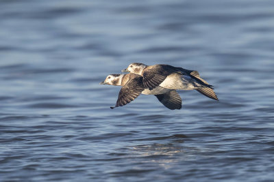 Long-tailed Ducks