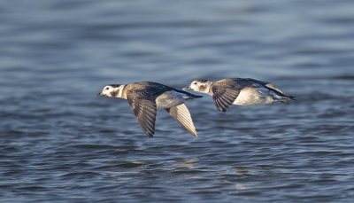 Long-tailed Ducks