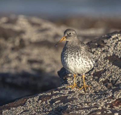 Purple Sandpiper