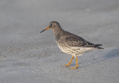 Purple Sandpiper