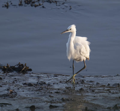 Little Egret