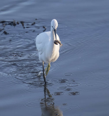 Little Egret