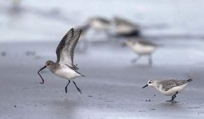 Dunlin and Sanderling