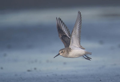 Dunlin