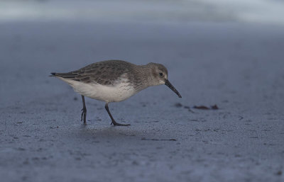 Dunlin