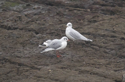 Mediterranean and Black-headed Gull