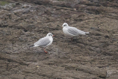 Mediterranean and Black-headed Gull