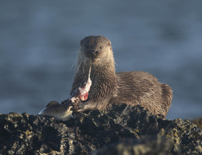 Otter