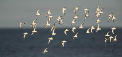 Sanderling
