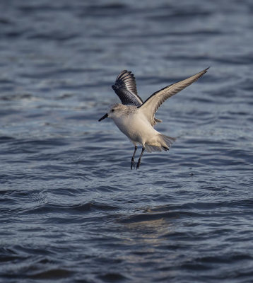 Sanderling