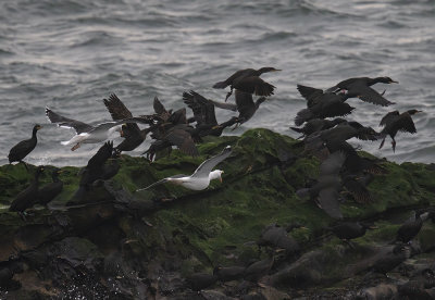 Greater Black-backed Gulls attacking a Shag roost