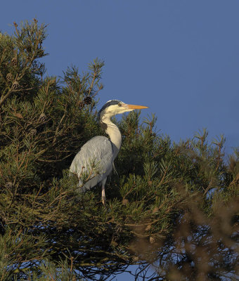 Grey Heron