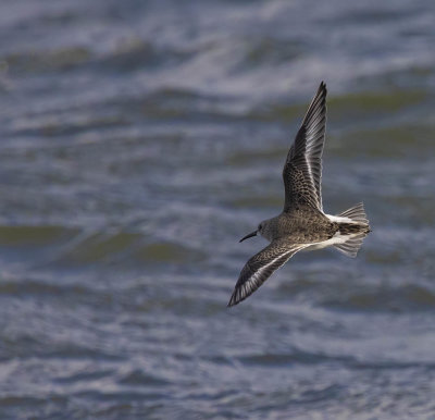 Dunlin