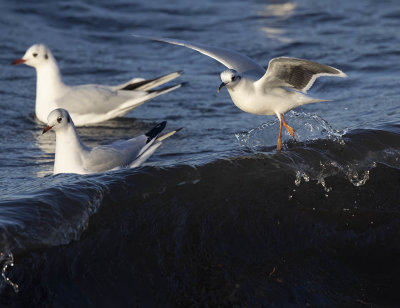 Little Gull