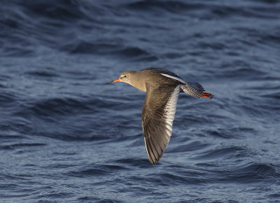 Redshank