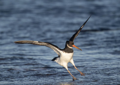 Oystercatcher