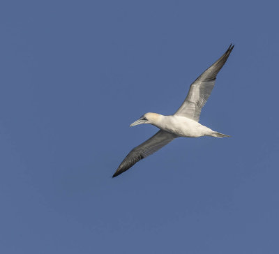 Gannet