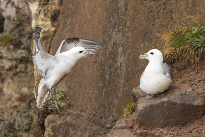 Fulmar