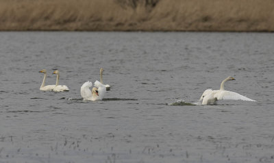 Mute Swan