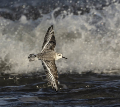 Sanderling