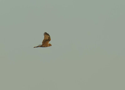 Hen Harrier (juvenile)