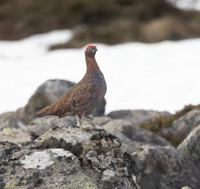 Red Grouse