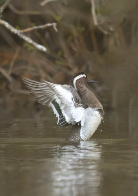 Garganey