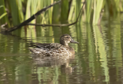 Garganey (duck)