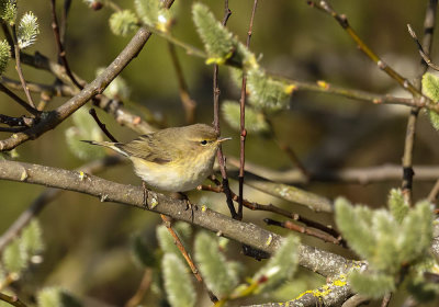 Chiffchaff