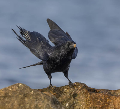 Carrion Crow