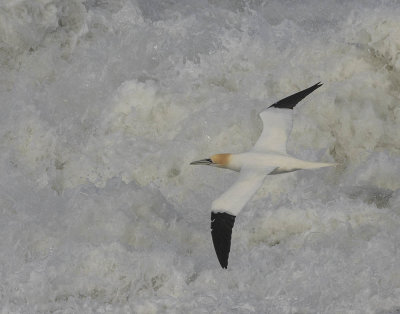 Gannet